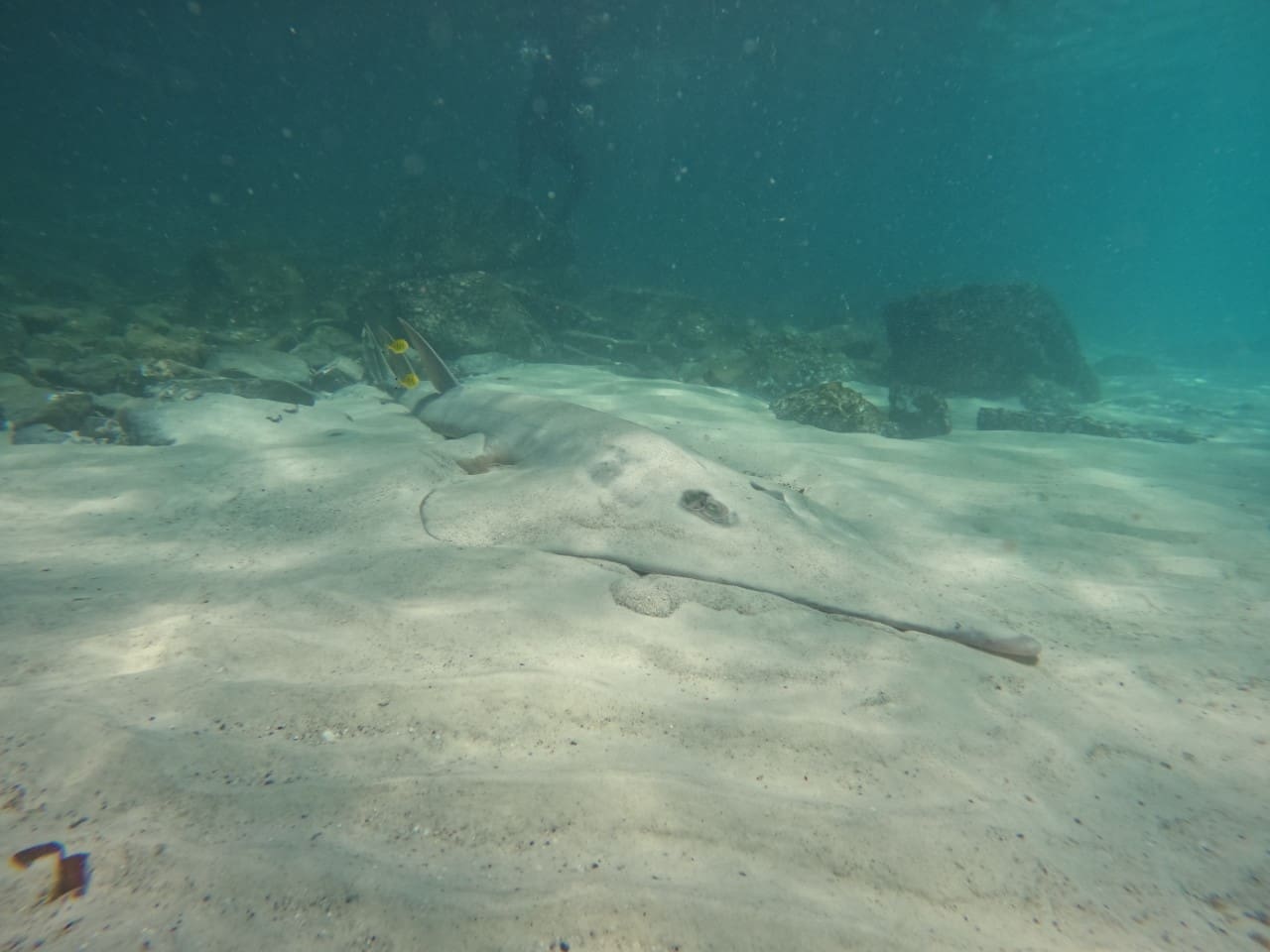 A Shovelnose Ray in the bottom of the sea