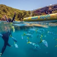 whitsundays snorkelling