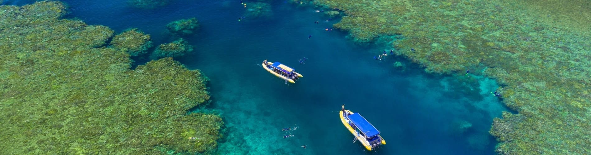daydream island tours